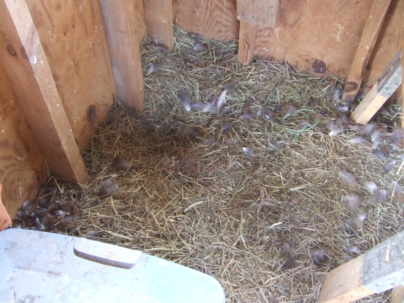 Interior of the Chicken Coop after Chicken Hawk Attack