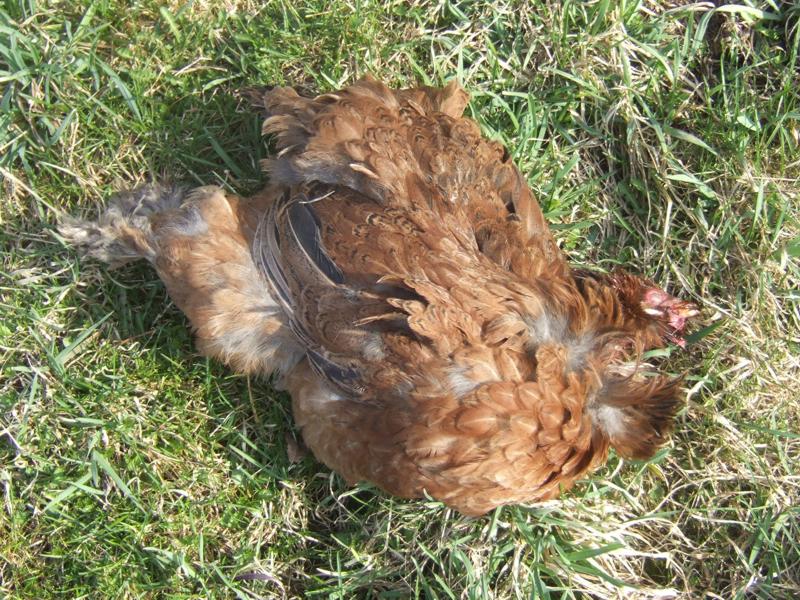 Hawk-Killed Chicken