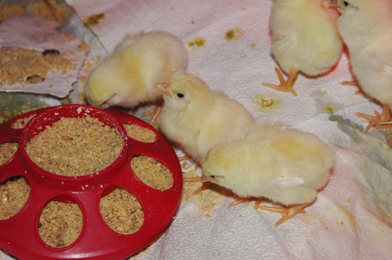 Little Chickies!