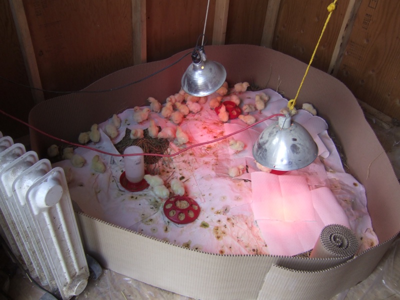 Overall View of the Brooder